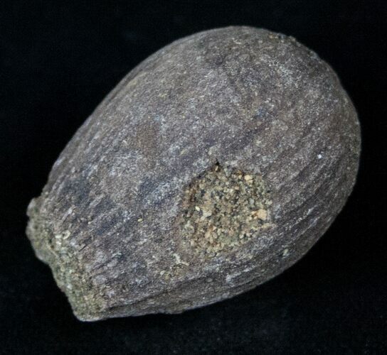 Cretaceous Palm Fruit Fossil - Hell Creek Formation #16620